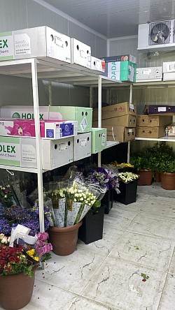 زهرة روند Ronde Flower